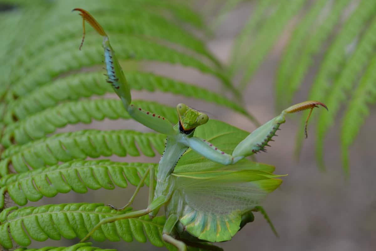 Mantis-religiosa.jpeg