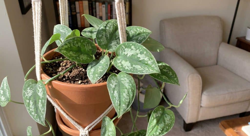 Scindapsus-1024x559.jpeg