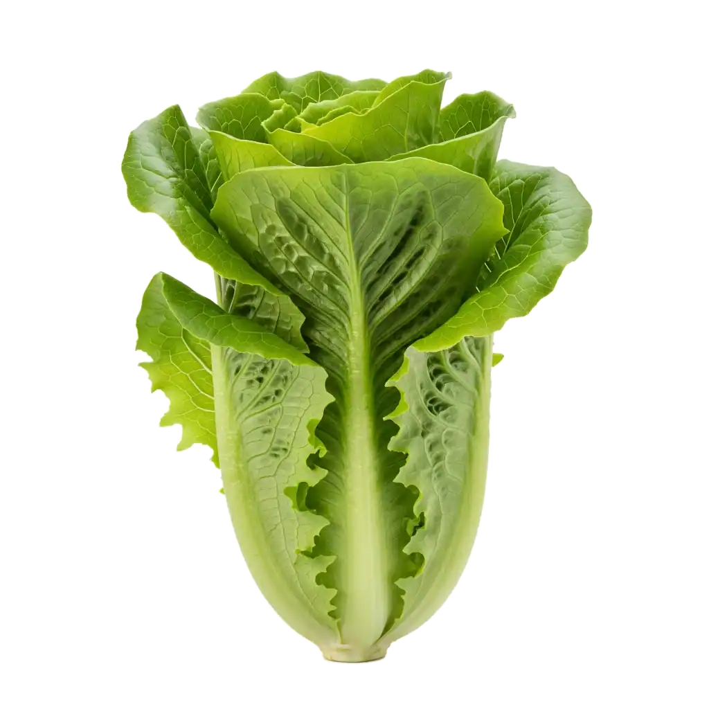 lechuga-1024x1024.webp