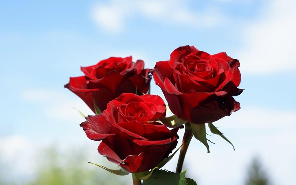 ramo-rosas-rojas.jpg